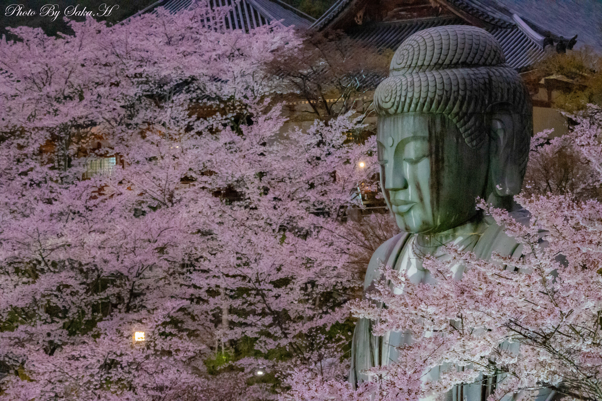 フォトコンテスト「桜」2026審査員賞