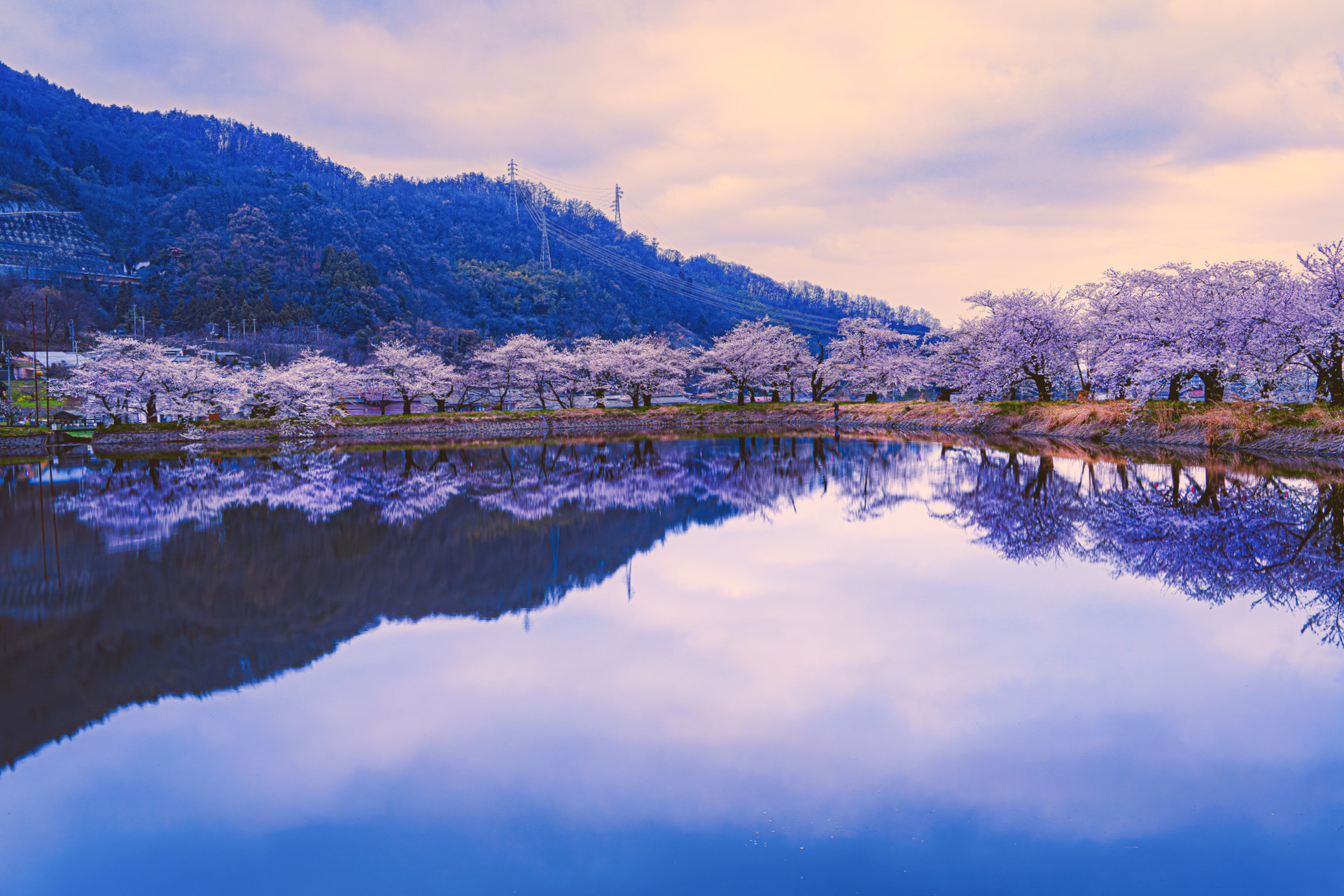 フォトコンテスト「桜」2025審査員賞