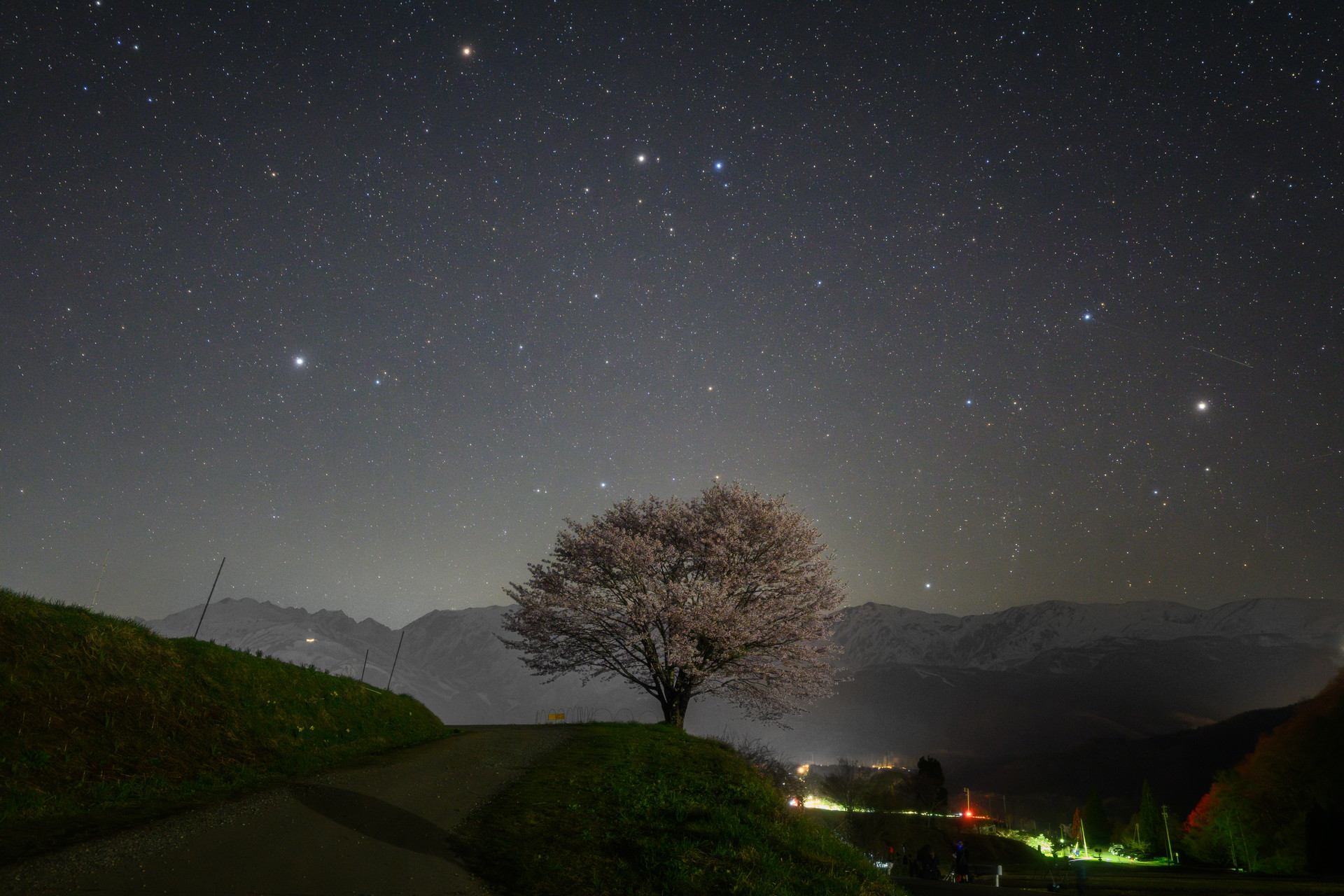 フォトコンテスト「桜」2025特別賞
