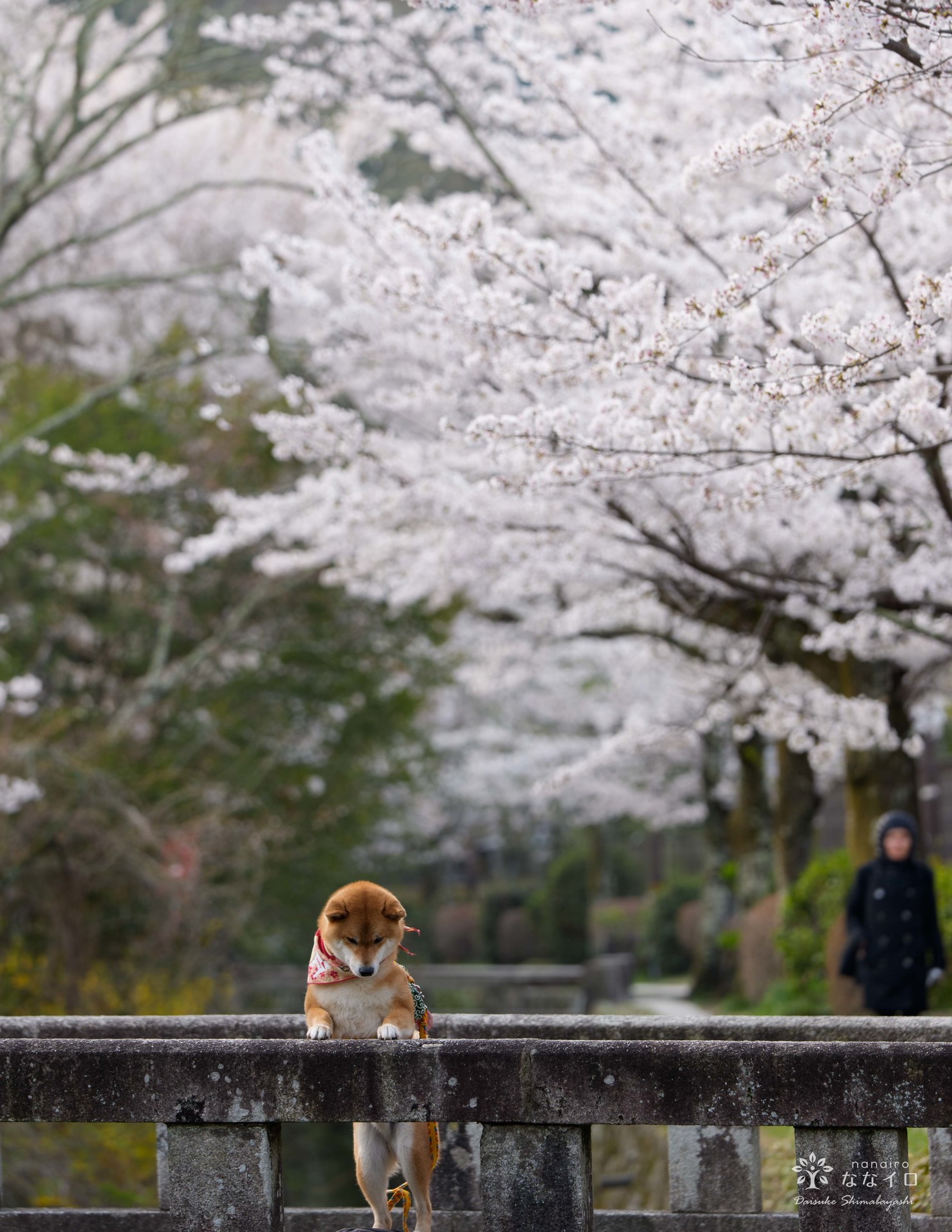 フォトコンテスト「桜」2025審査員賞