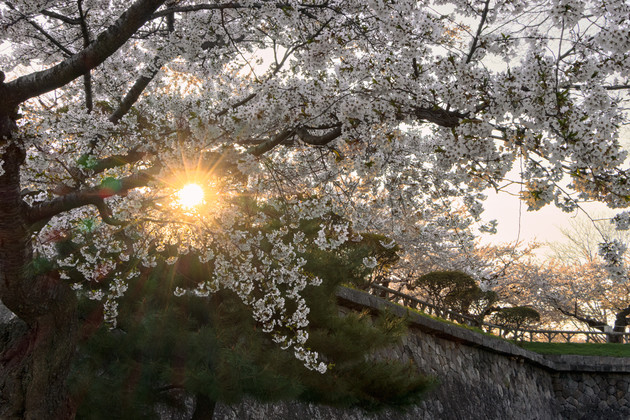 函館市五稜郭公園