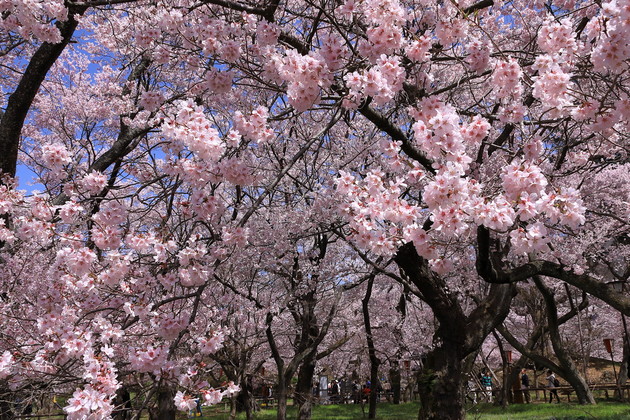 高遠城址公園