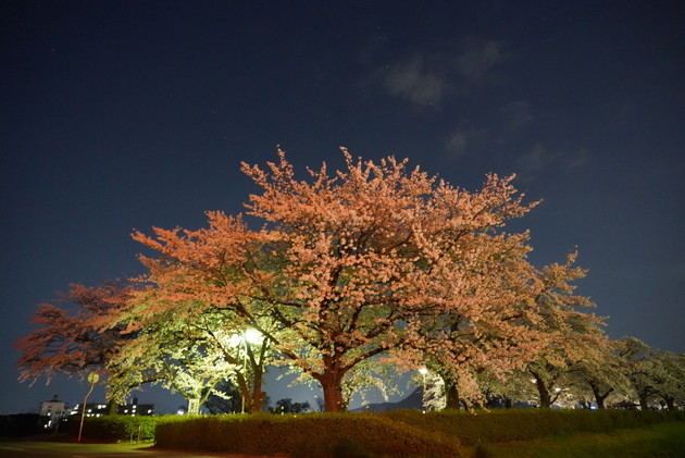 荒川さくら堤公園