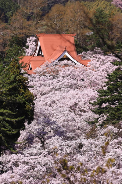高遠城址公園