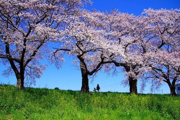宮城県　白石川一目千本桜