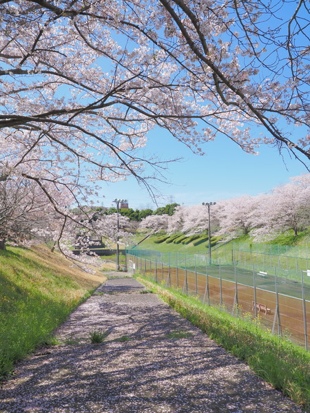 文教大学湘南キャンパス