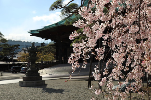 東京都文京区 護国寺
