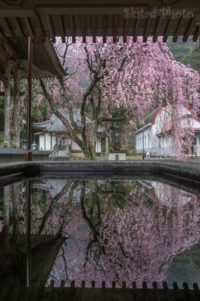 実相院