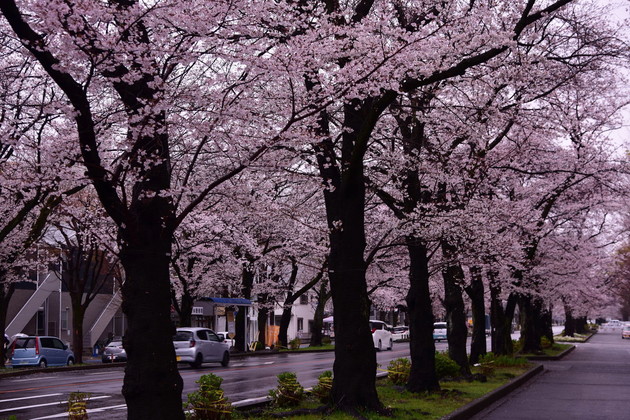 神奈川県相模原市役所桜通り