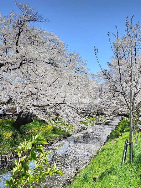 埼玉県川越市 新河岸川