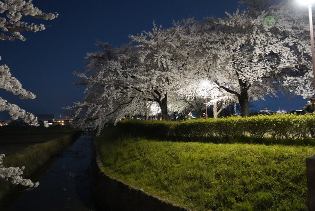 荒川さくら堤公園