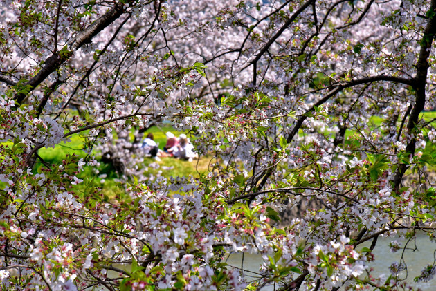 福岡県糸島市波多江瑞梅寺川桜並木