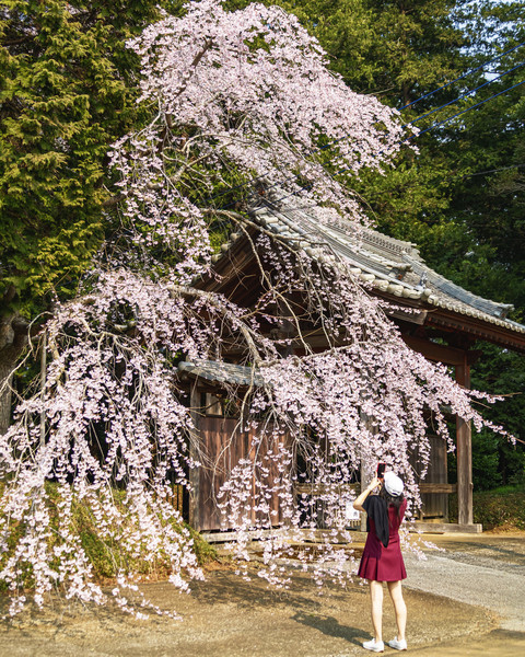 千葉県山武市・長光寺