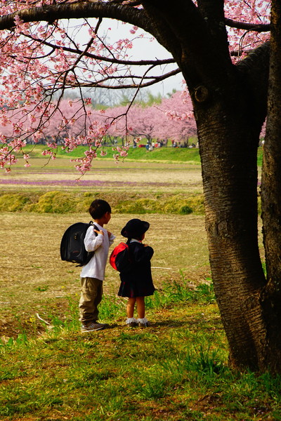埼玉県坂戸市　北浅羽桜堤公園