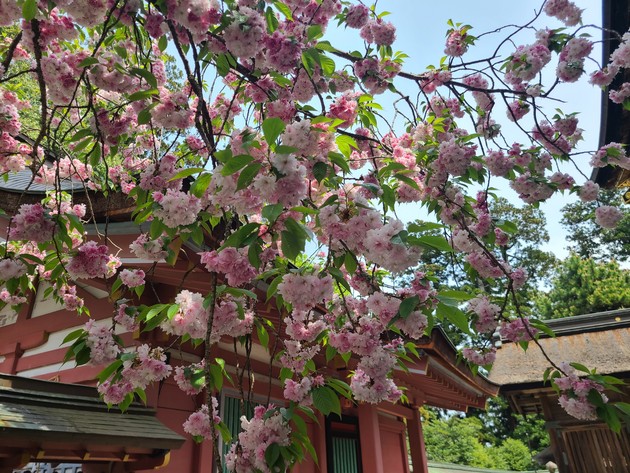 鹽竃神社境内