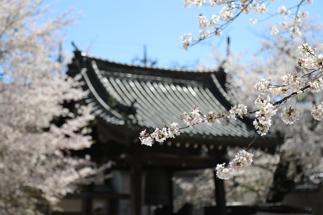 埼玉県川越市 蓮馨寺