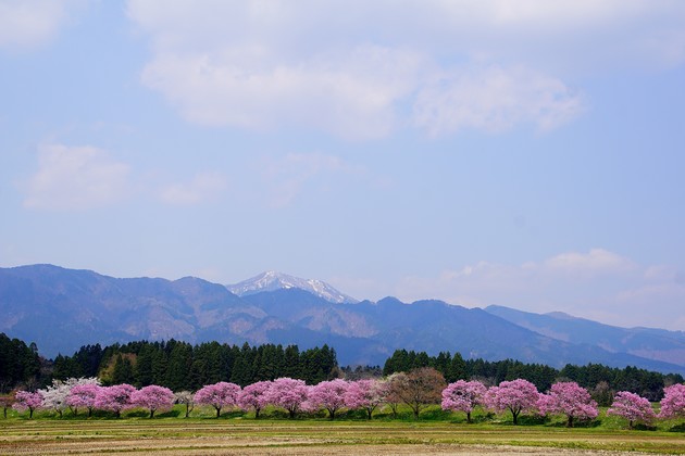 山形県白鷹町　台の沢桜