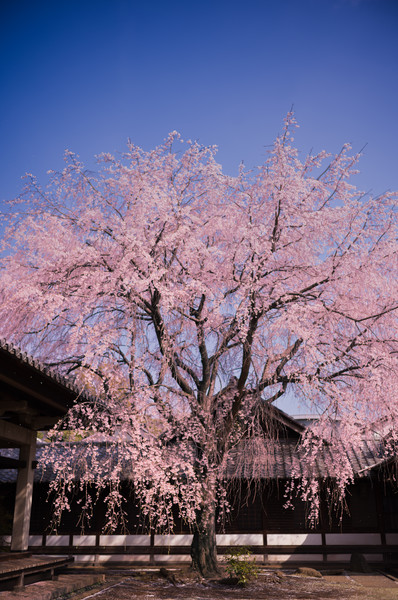 天王寺
