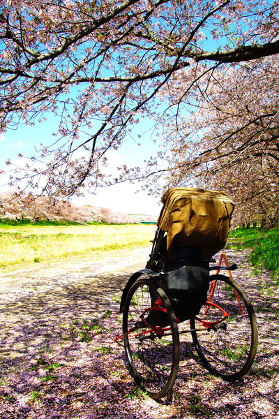 埼玉県本庄市児玉町　こだま千本桜