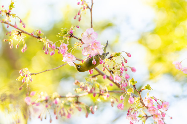静岡県沼津市井田 井田の河津桜