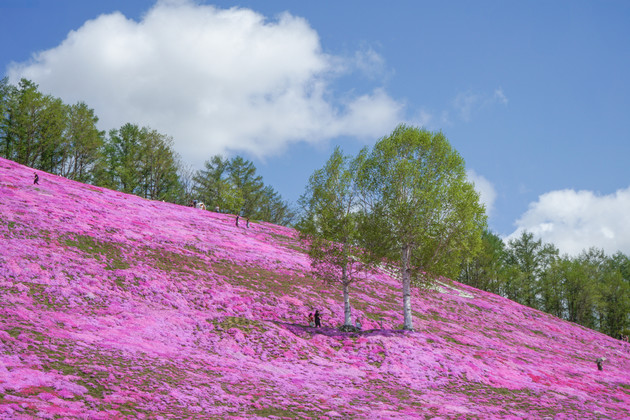 東藻琴芝桜公園