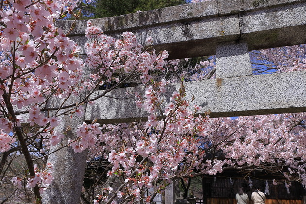 高遠城址公園　新城藤原神社