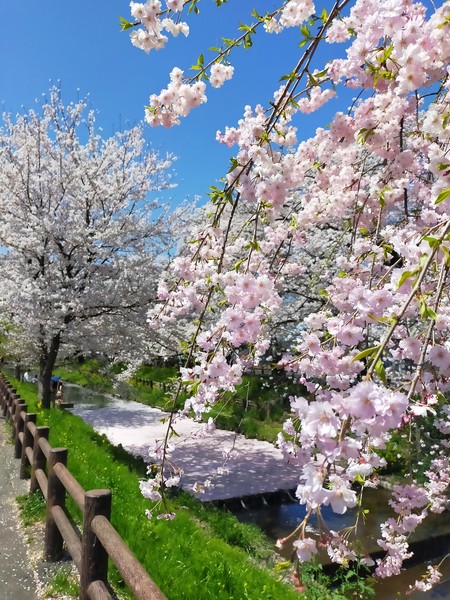 埼玉県川越市 新河岸川