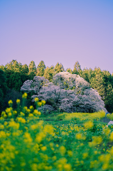吉高の大桜