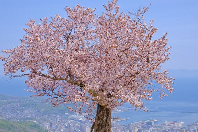 天狗山