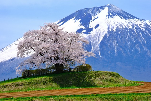 為内の1本桜