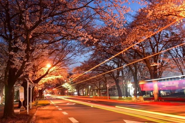 神奈川県市役所桜並木