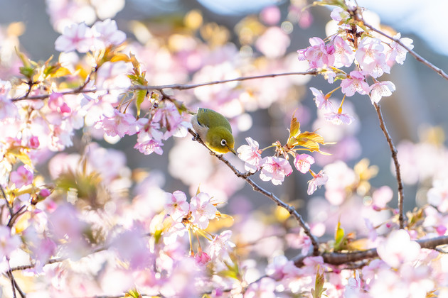 静岡県沼津市井田 井田の河津桜