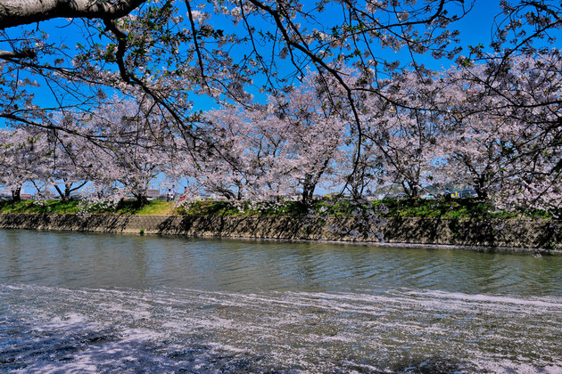 福岡県糸島市波多江瑞梅寺川桜並木