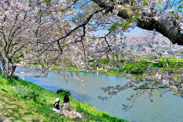 福岡県糸島市波多江瑞梅寺川桜並木