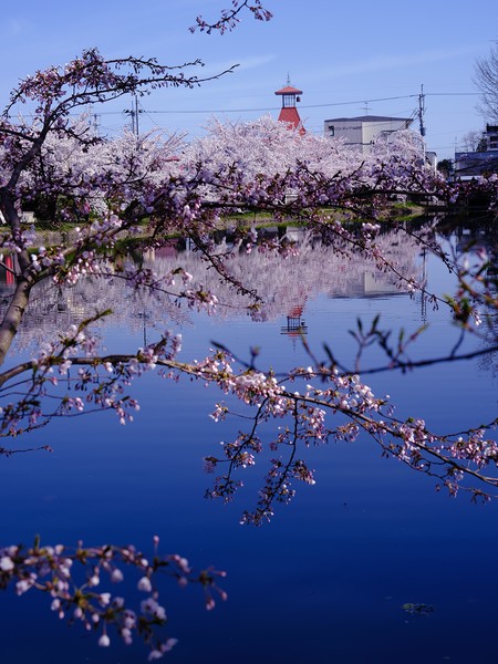 弘前公園（青森県弘前市）