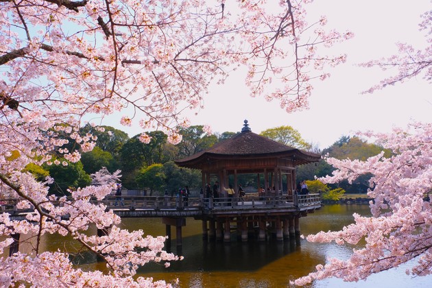 奈良公園・浮見堂