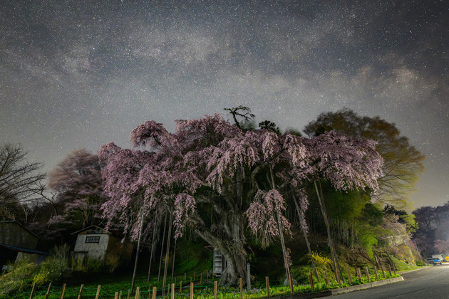 紅枝垂地蔵桜