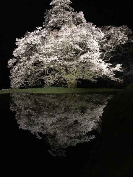 長野県阿智村　駒つなぎの桜