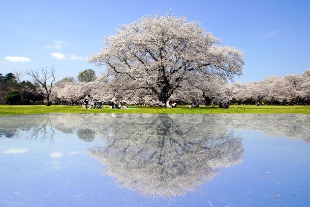 東京都立川市　昭和記念公園