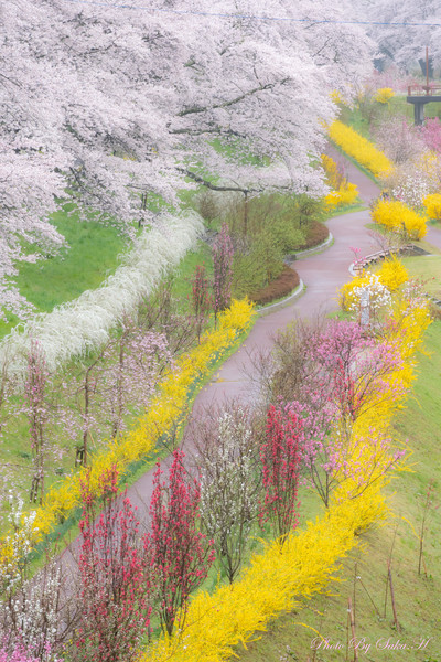 白石川堤一目千本桜