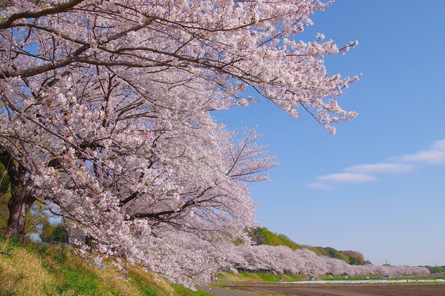 見沼田んぼの桜回廊