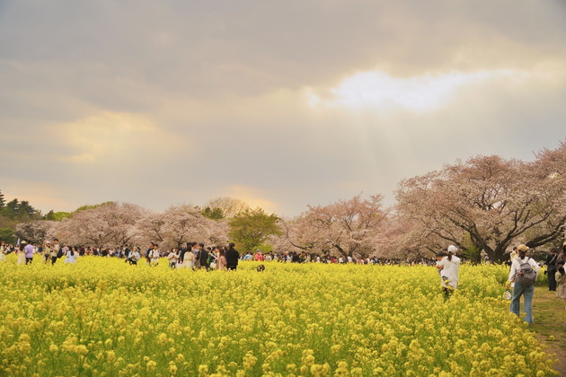 国営昭和記念公園