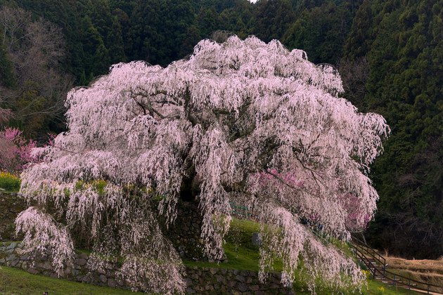 又兵衛桜　(本郷の瀧桜)