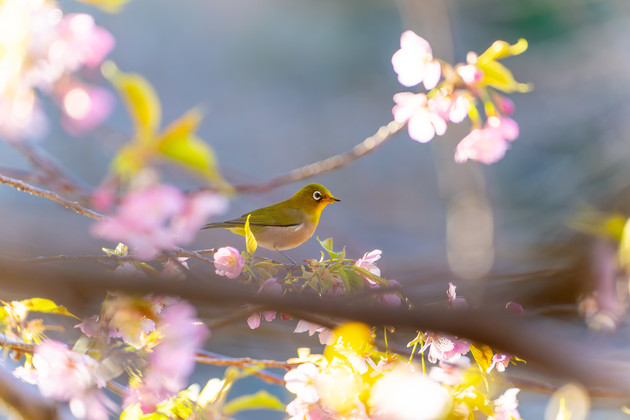 静岡県沼津市井田 井田の河津桜