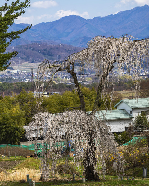 長野県松川村　桜沢公園