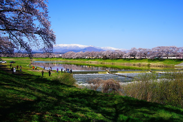 宮城県　白石川一目千本桜