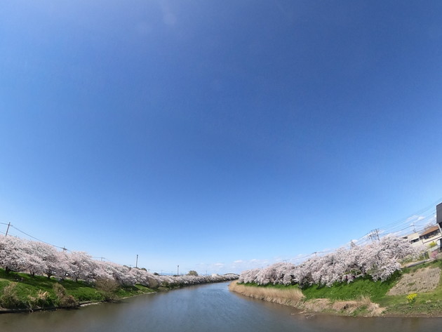 元荒川桜並木