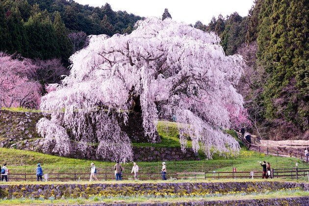 奈良県宇陀市の又兵衛桜