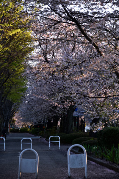 神奈川県相模原市役所桜通り