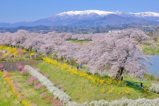 白石川一目千本桜